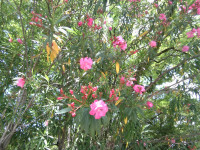 IMG_20260529_094528